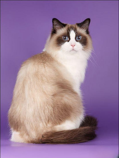 Ragdoll Cat | Diamond Painting