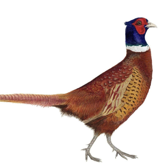 Pheasant | Diamond Painting