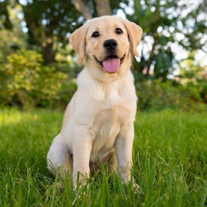 Yellow Labrador Dog | Diamond Painting