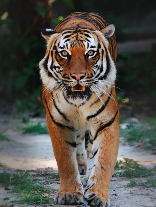 Bengal Tiger | Diamond Painting