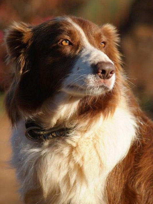 Dog Border Collie | Diamond Painting