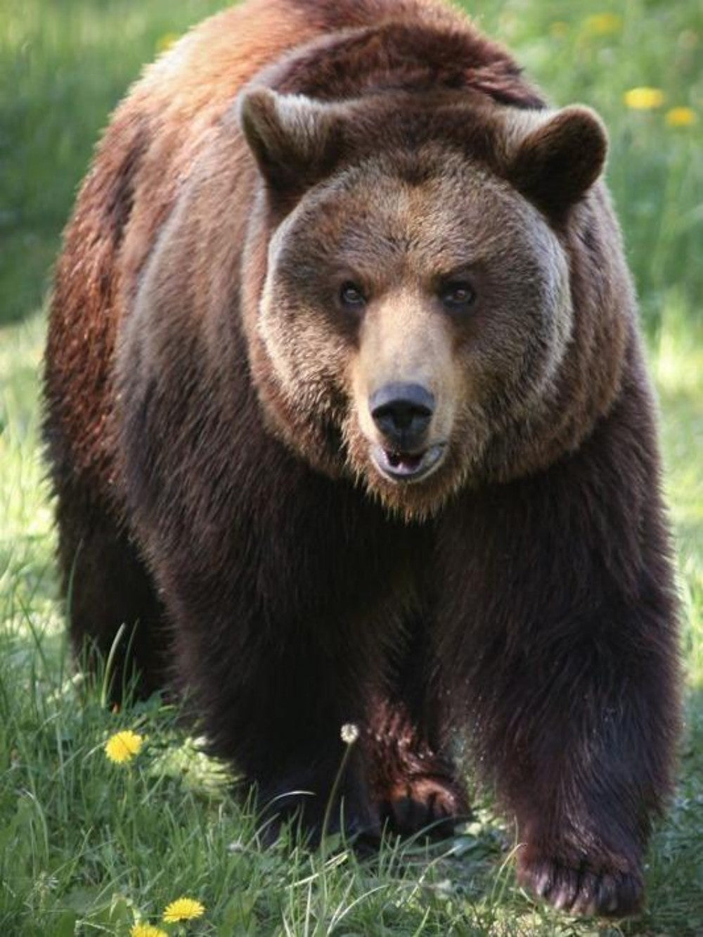 Brown Bear | Diamond Painting