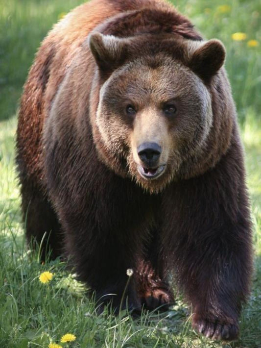 Brown Bear | Diamond Painting