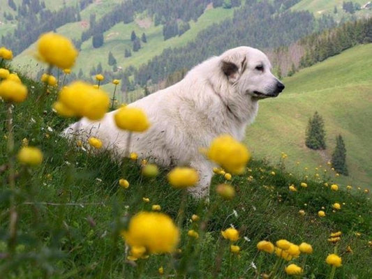 Great Pyrenees Dog | Diamond Painting