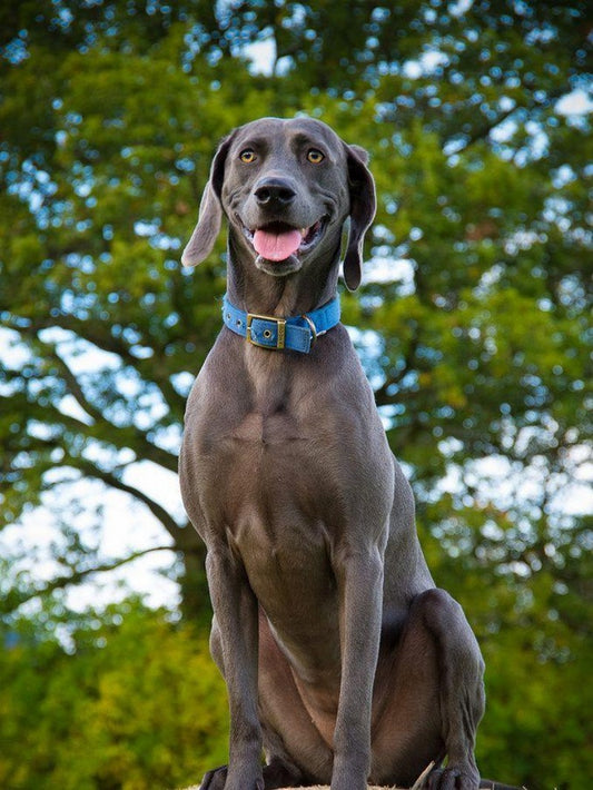 Weimaraner Dog | Diamond Painting