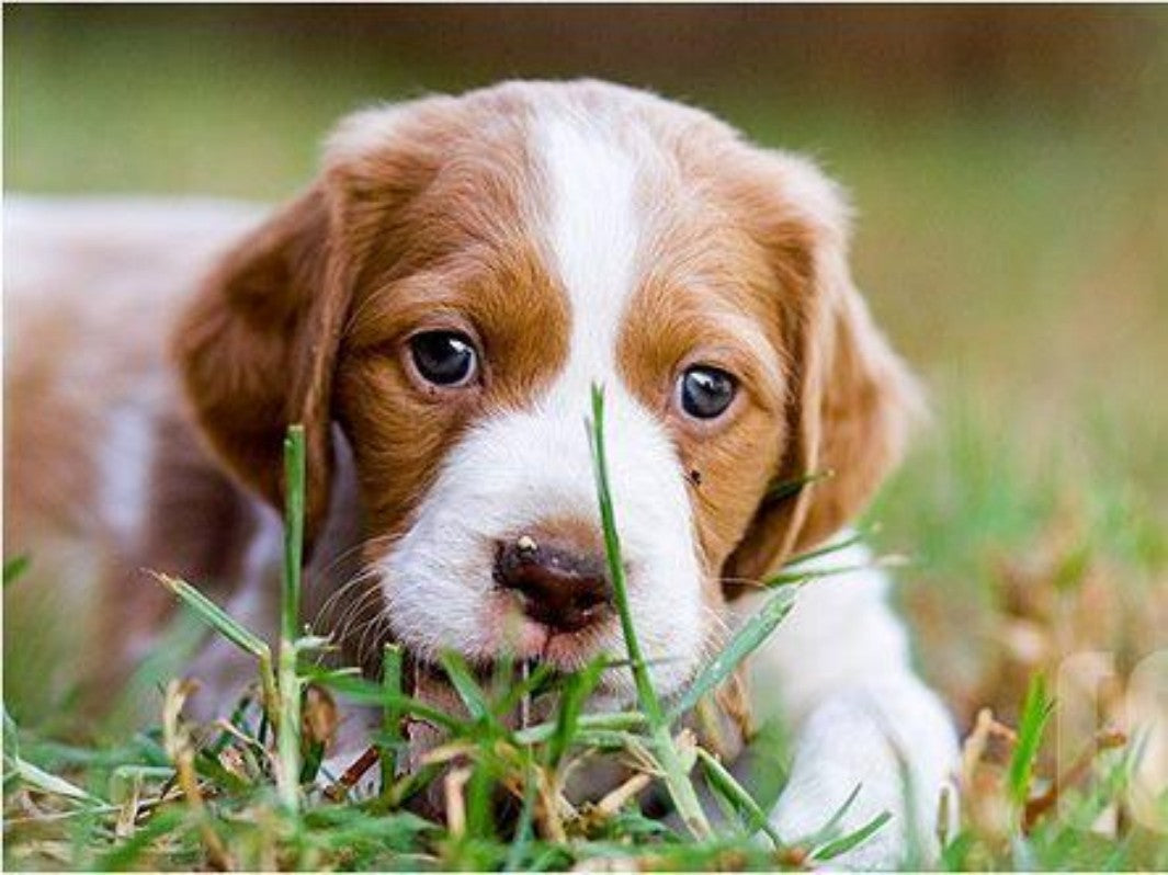 Brittany Spaniel Dog | Diamond Painting