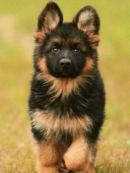 Dog German Shepherd | Diamond Painting