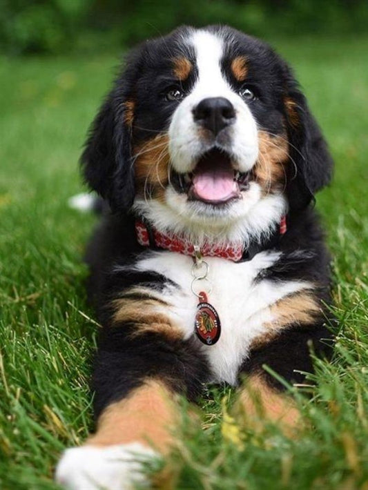 Bernese Mountain Dog | Diamond Painting
