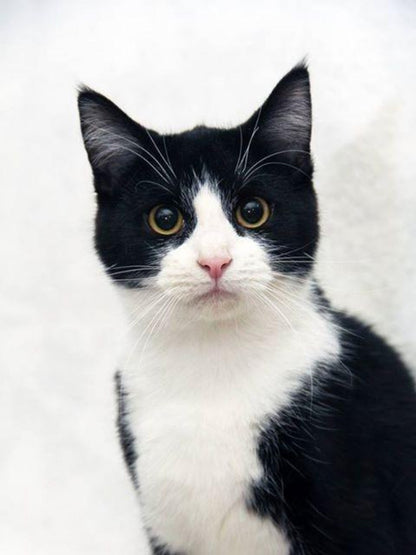Tuxedo Cat  | Diamond Painting