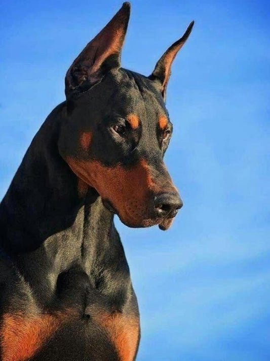 Dog Doberman | Diamond Painting