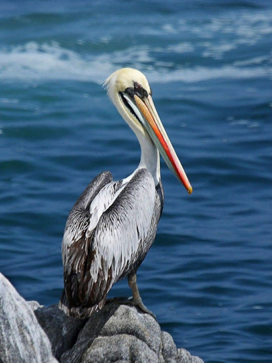 Pelican | Diamond Painting