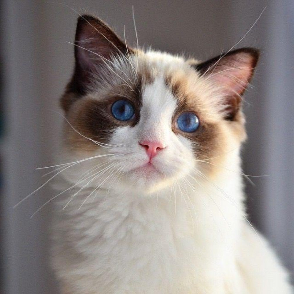 Ragdoll Cat | Diamond Painting