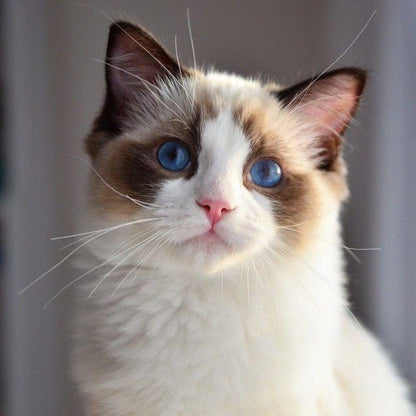 Ragdoll Cat | Diamond Painting