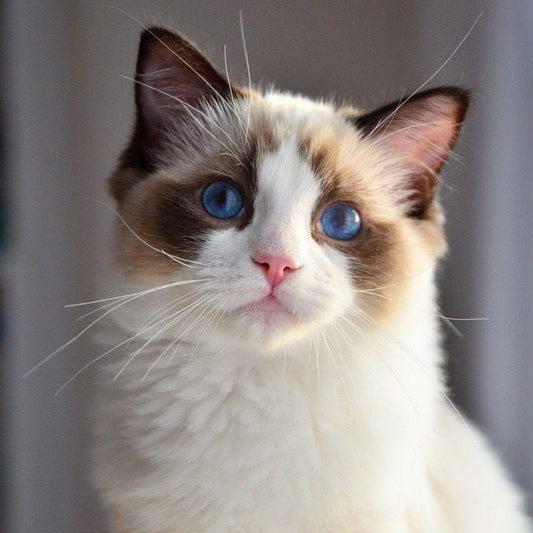 Ragdoll Cat | Diamond Painting