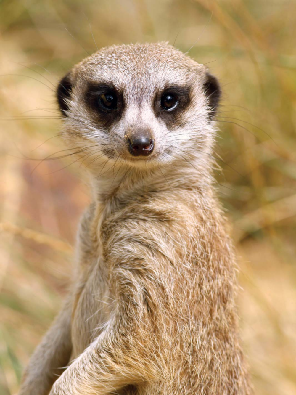 Meerkat | Diamond Painting