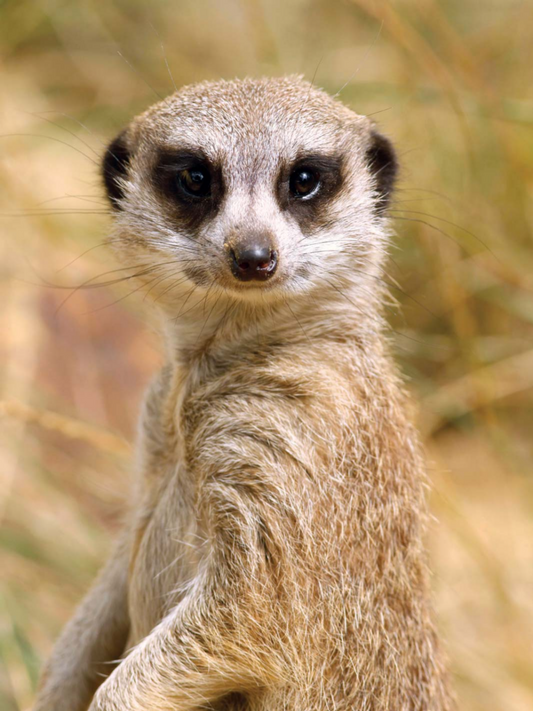 Meerkat | Diamond Painting