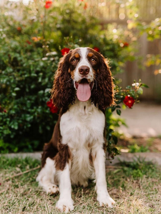 English Springer Spaniel Dog | Diamond Painting