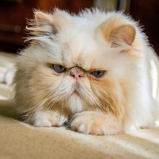 Persian Cat | Diamond Painting