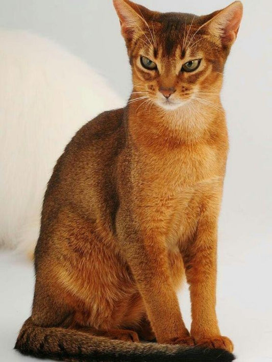 Abyssinian Cat | Diamond Painting