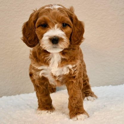 Labradoodle Dog | Diamond Painting