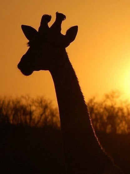 Giraffe | Diamond Painting