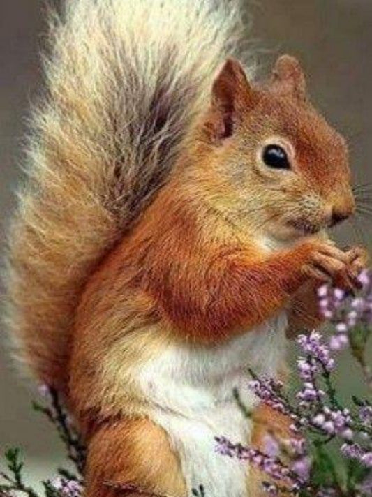 Squirrel | Diamond Painting