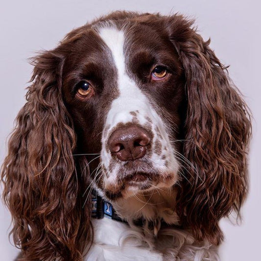 English Springer Spaniel Dog | Diamond Painting