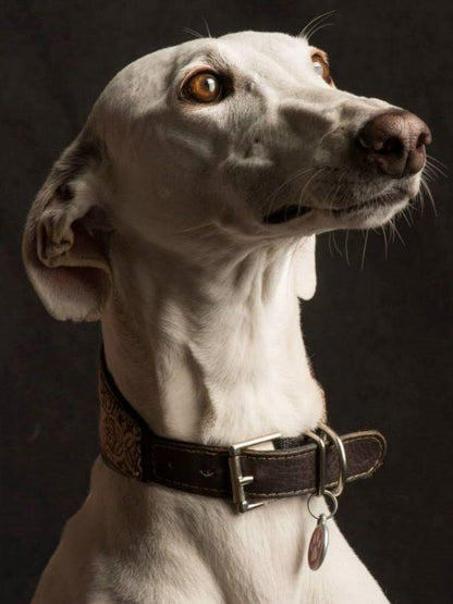 Greyhound Dog | Diamond Painting