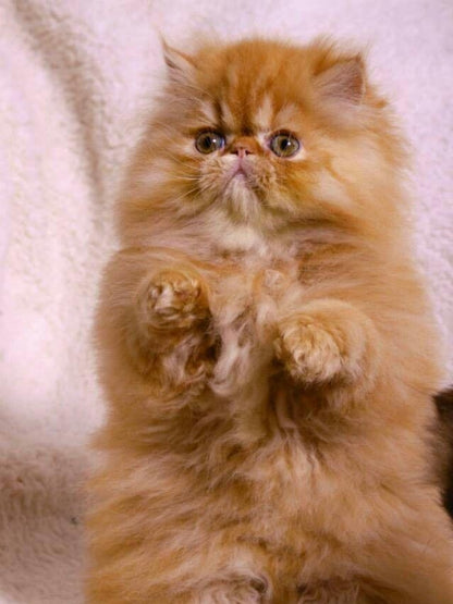 Persian Cat | Diamond Painting