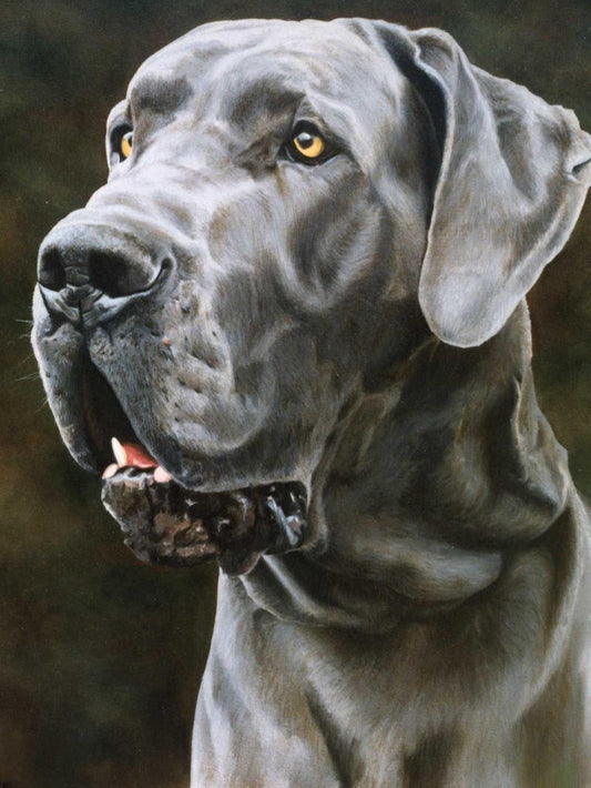 Dog Great Dane | Diamond Painting