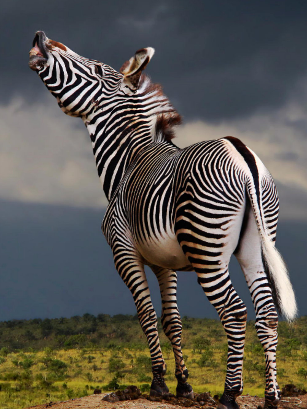 Zebra | Diamond Painting