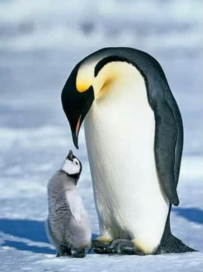 Penguin | Diamond Painting
