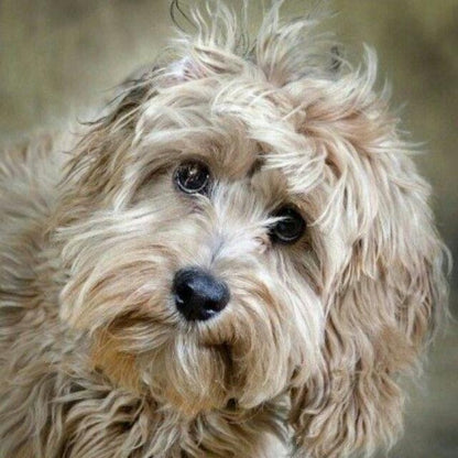 Havanese Dog | Diamond Painting