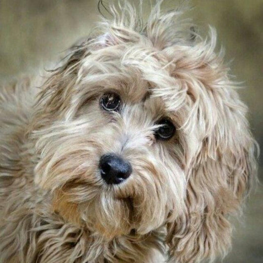 Havanese Dog | Diamond Painting