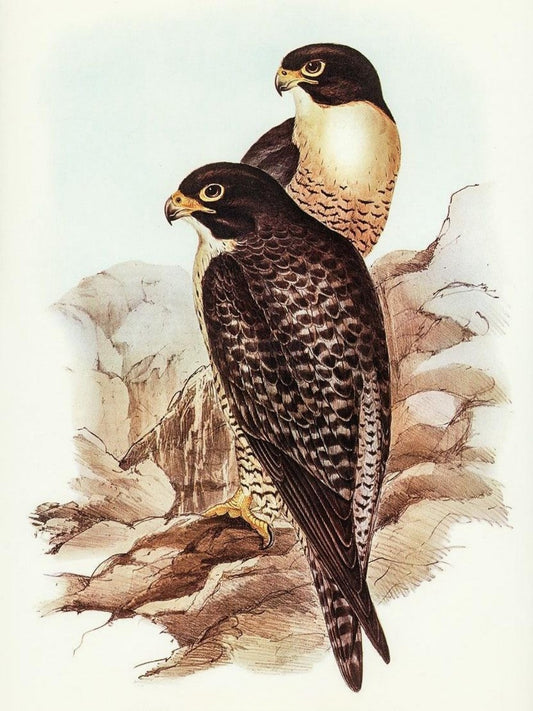 Falcon | Diamond Painting