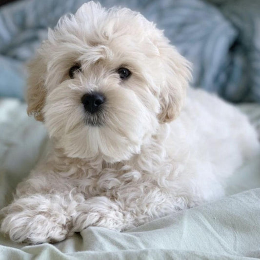 Dog Bichon Frise | Diamond Painting