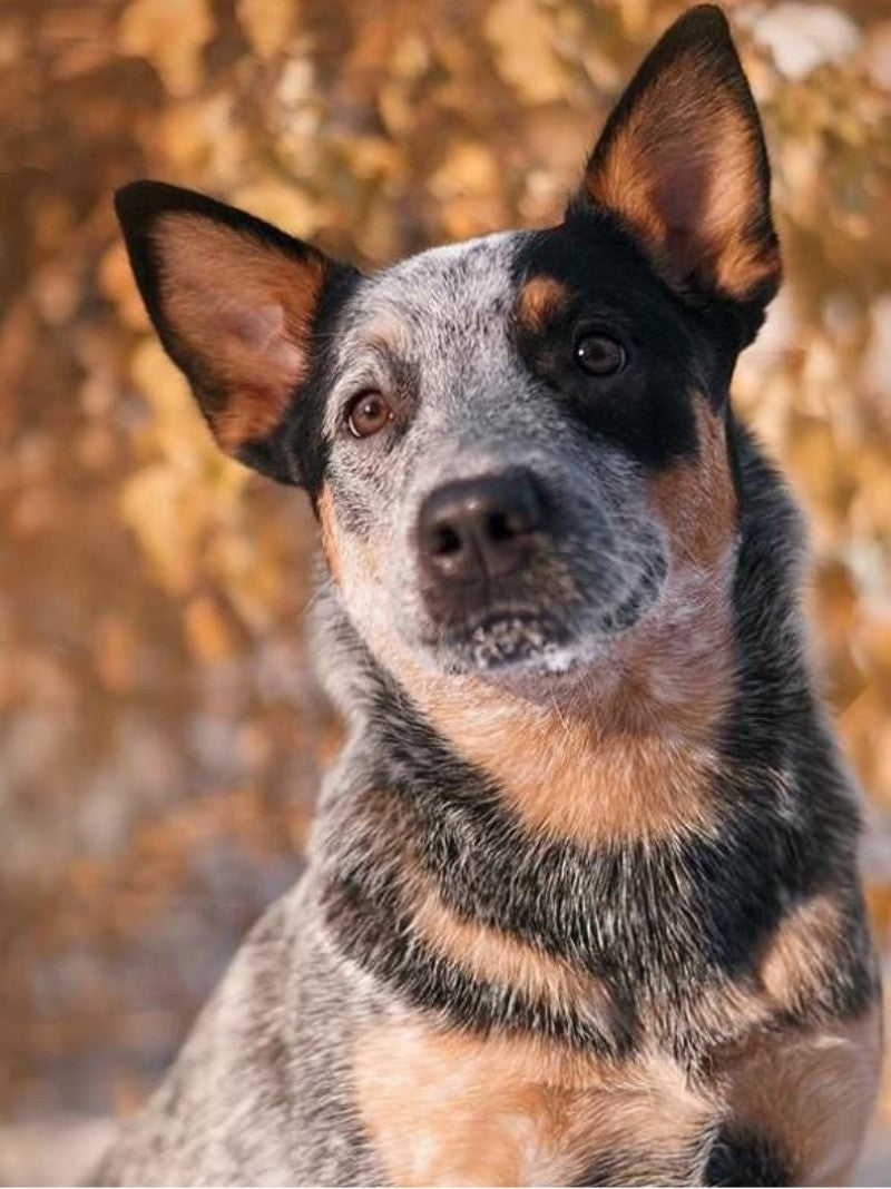 Cattle Dog (Blue Heeler) | Diamond Painting