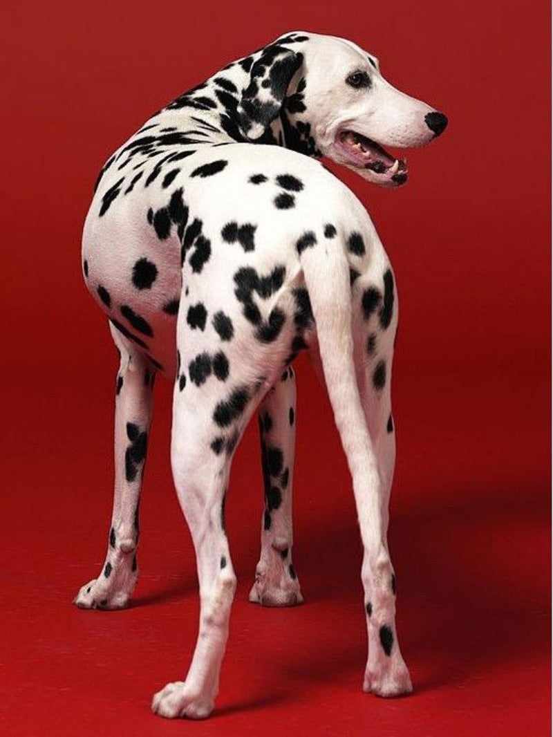 Dalmatians Dog | Diamond Painting