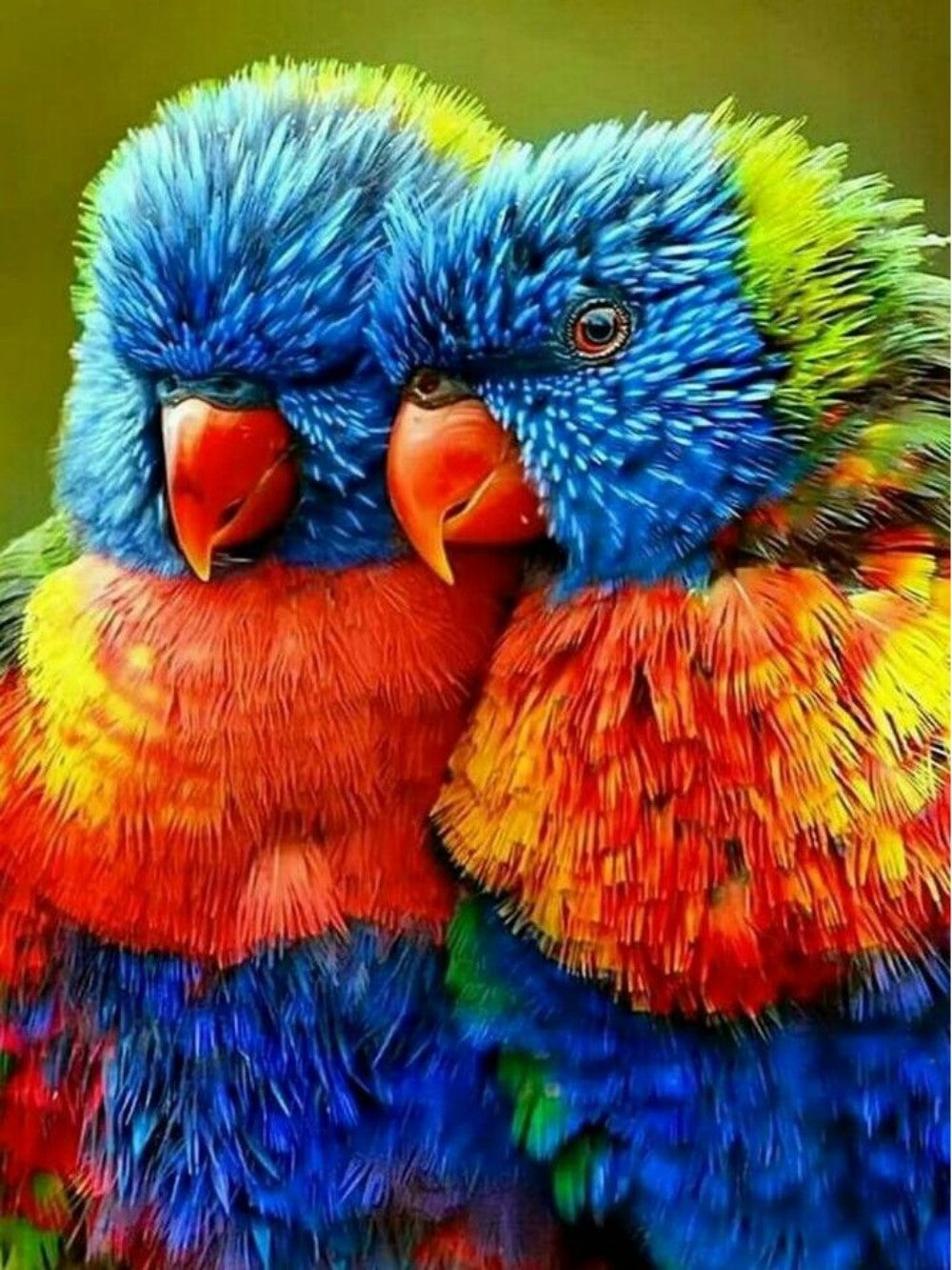 Rainbow Parrots | Diamond Painting