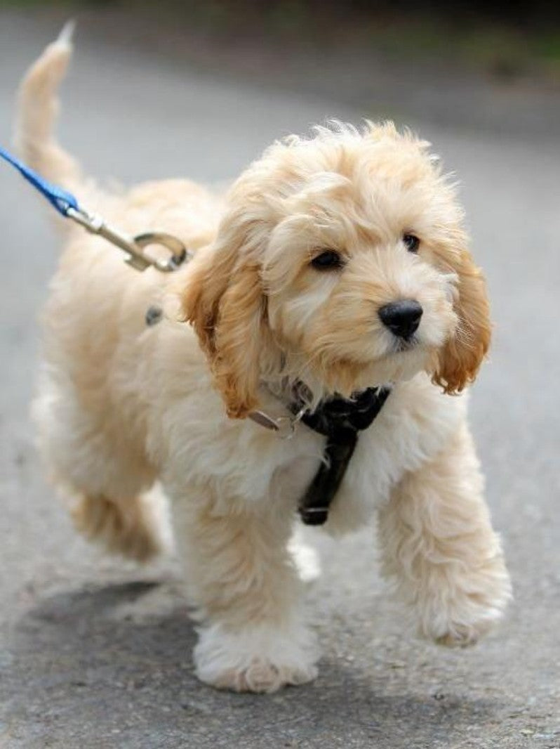 Goldendoodle Dog | Diamond Painting