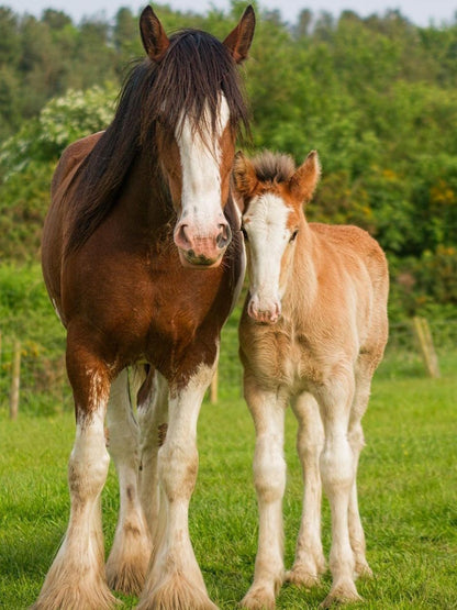Clydesdale Horse | Diamond Painting