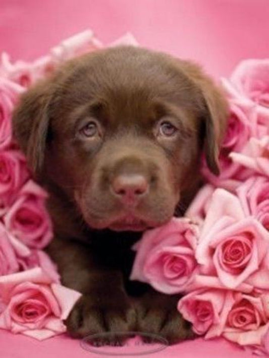 Chocolate Labrador Dog | Diamond Painting