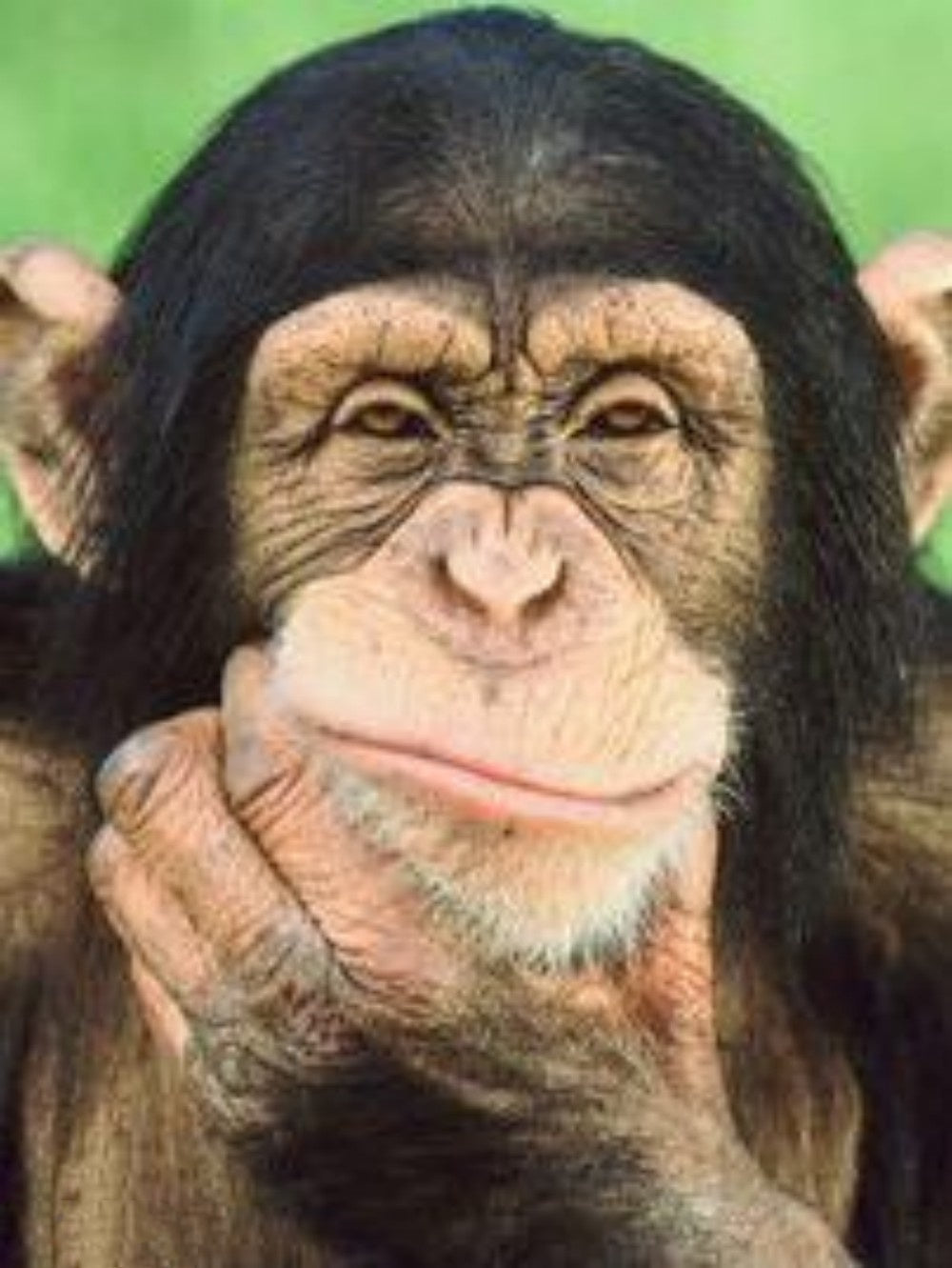 Gorilla | Diamond Painting