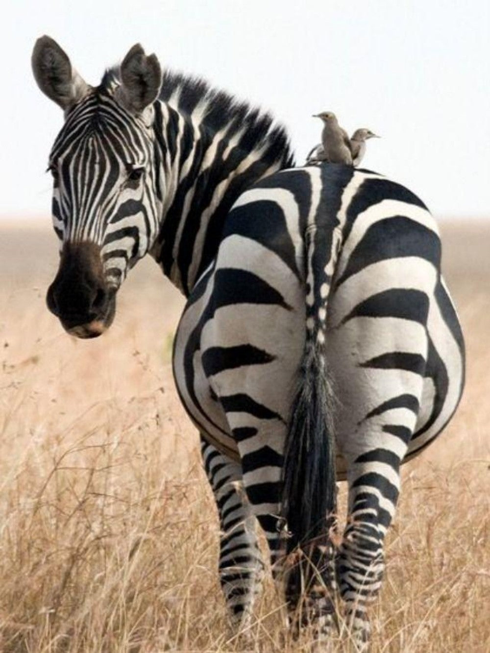 Zebra | Diamond Painting