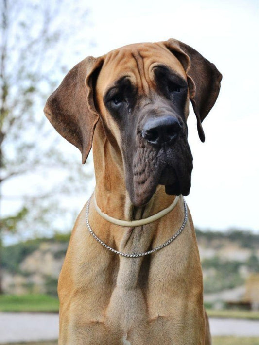 Dog Great Dane | Diamond Painting