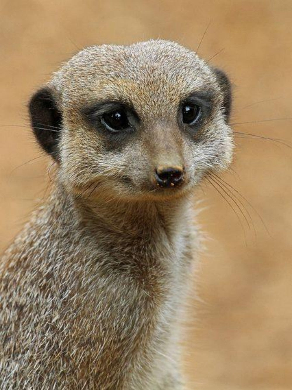 Meerkat | Diamond Painting