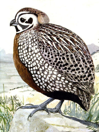 Quail | Diamond Painting