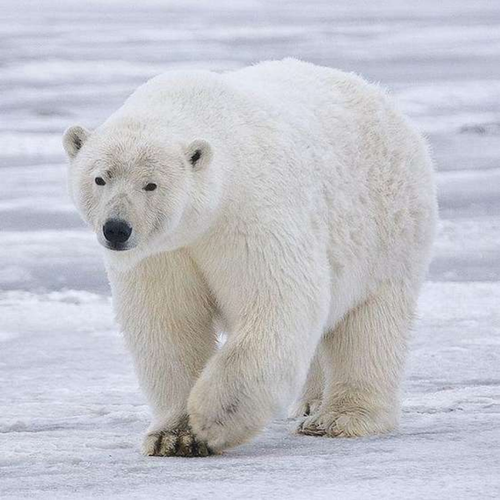 Polar Bear | Diamond Painting