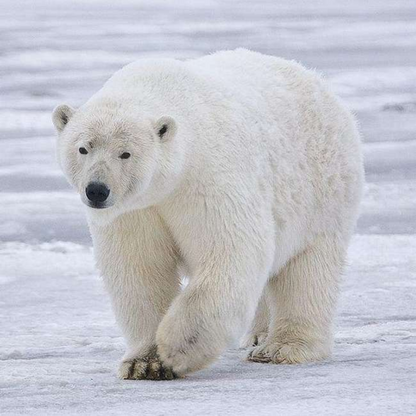 Polar Bear | Diamond Painting