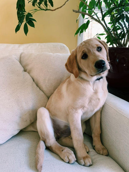 Yellow Labrador Dog | Diamond Painting